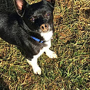 Camper joined the competition — help win amazing prizes! animal, black_and_white, blue_collar, canine, cute, daylight, dog, ears_up, fur, grass, ground, looking_up, nature, nose, outdoor, paws, pet, shadow, small_dog, sunlight