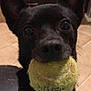 Camper is registered to the contest to win money with this photo: animal, background, black_dog, close_up, cute, dog, ears, eyes, face, fetch, fur, indoor, looking, mouth, nose, pet, playful, tennis_ball, tile_floor, whiskers
