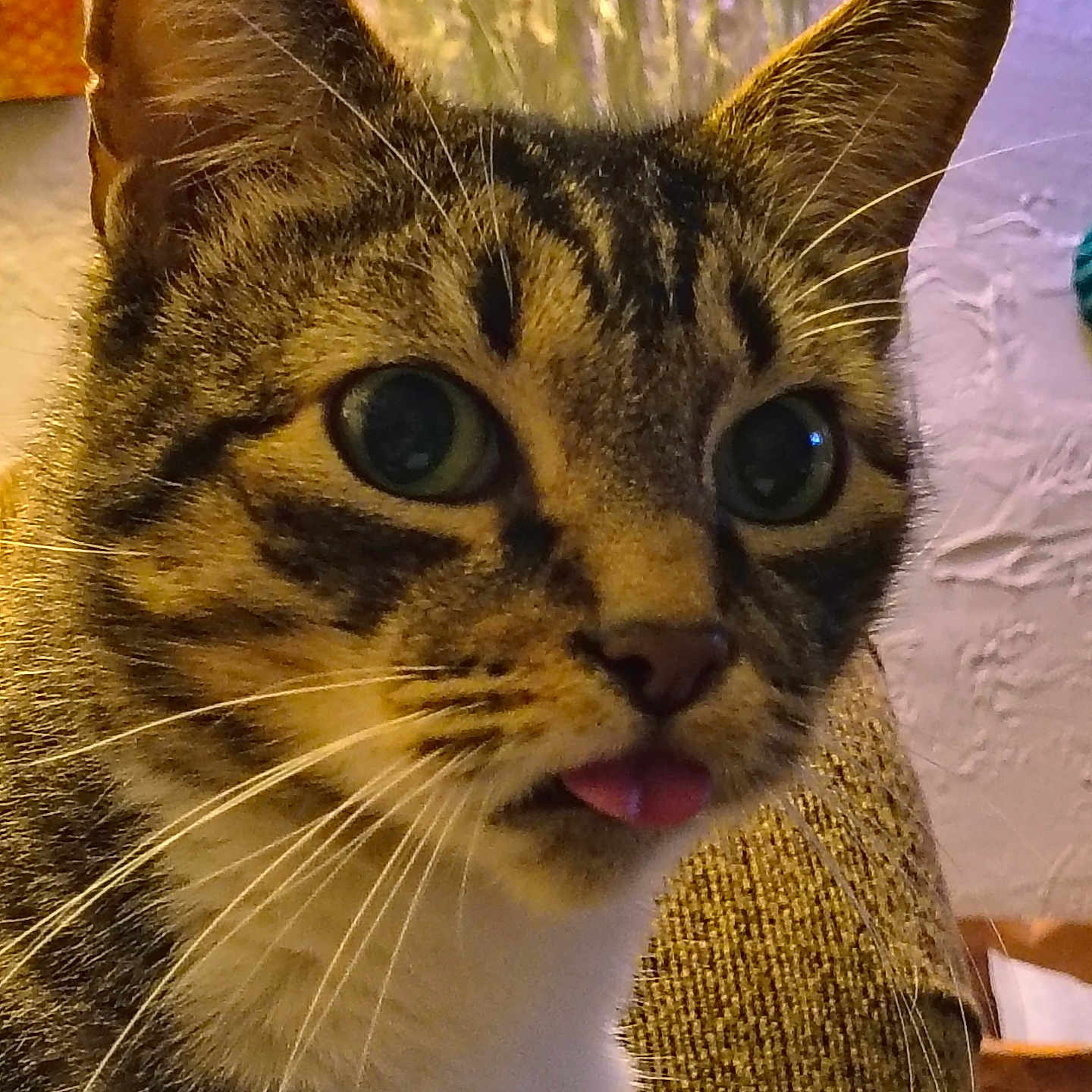 Edward is registered to the contest to win money with this photo: abyssinian, animal, bodypart, cat, couch, egyptiancat, face, furniture, head, kitten, manx, mouth, person, pet, photography, portrait, siamese, teeth, tongue