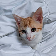 Uno participe au concours pour gagner de l'argent avec cette photo : animal, bed, blanket, cat, comfort, cozy, cute, ears, eyes, fur, indoor, kitten, orange, pet, resting, sleepy, soft, whiskers, white, young