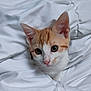 animal, bed, blanket, cat, comfort, cozy, cute, ears, eyes, fur, indoor, kitten, orange, pet, resting, sleepy, soft, whiskers, white, young