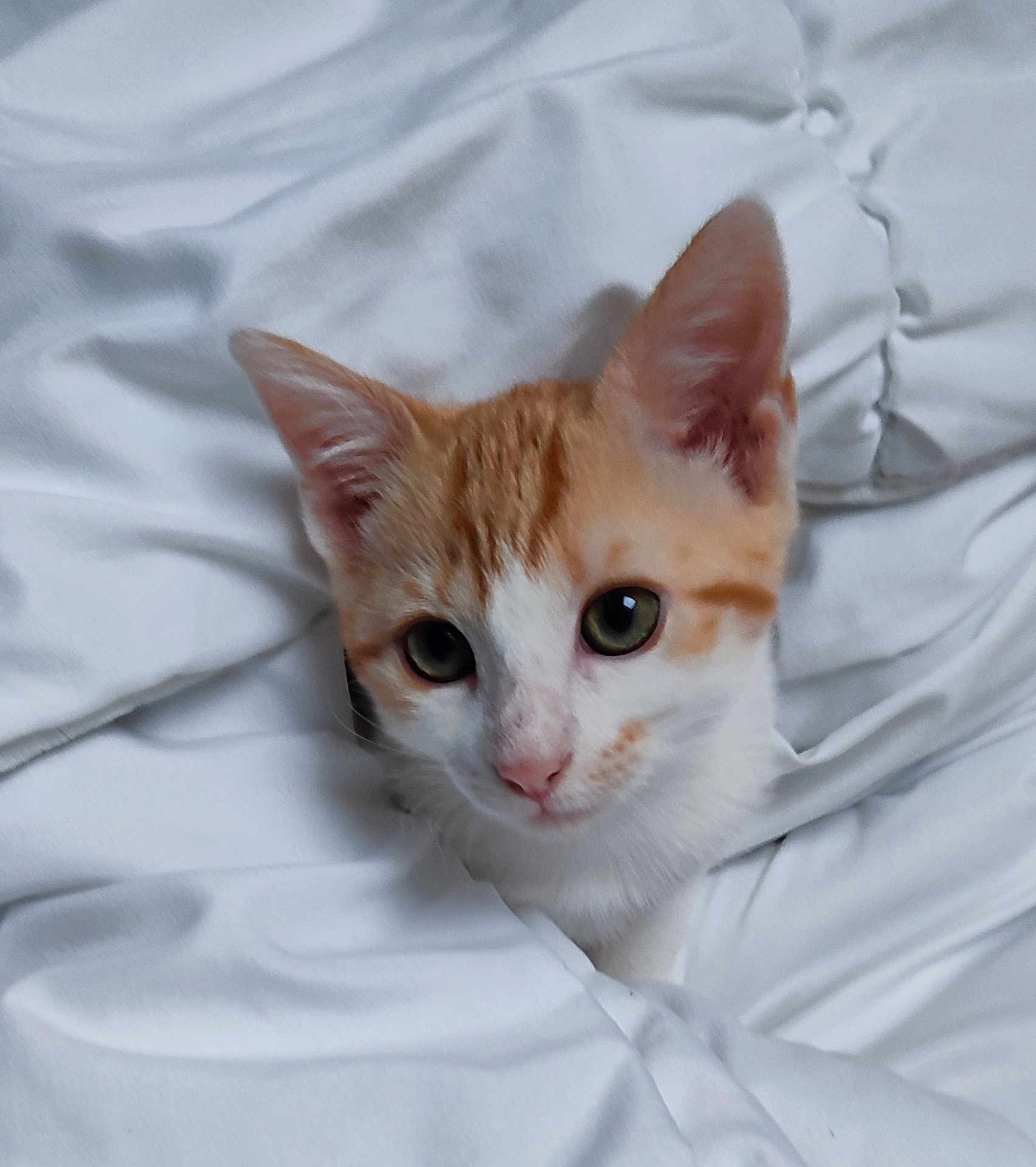 Uno participe au concours pour gagner de l'argent avec cette photo : animal, bed, blanket, cat, comfort, cozy, cute, ears, eyes, fur, indoor, kitten, orange, pet, resting, sleepy, soft, whiskers, white, young