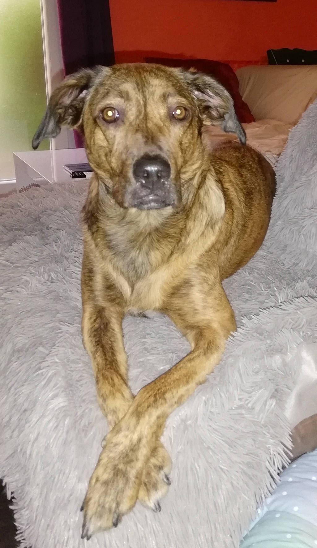 Milly a rejoint le concours — aidez-le/la à gagner de superbes lots ! alaunt, black_mouth_cur, canidae, carnivore, catahoula_bulldog, cimarron_uruguayo, dog, dog_breed, fawn, greyhound, lurcher, mammal, mountain_cur, plott_hound, sporting_group, treeing_tennessee_brindle, vertebrate, whiskers