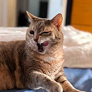 Gribouille a rejoint le concours — aidez-le/la à gagner de superbes lots ! cat, feline, pet, animal, licking, tongue_out, whiskers, paw, bed, blanket, indoor, relaxed, cute, mischievous, fur, closeup, tabby, domestic_cat, resting, one_eye_closed