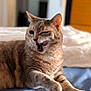 cat, feline, pet, animal, licking, tongue_out, whiskers, paw, bed, blanket, indoor, relaxed, cute, mischievous, fur, closeup, tabby, domestic_cat, resting, one_eye_closed