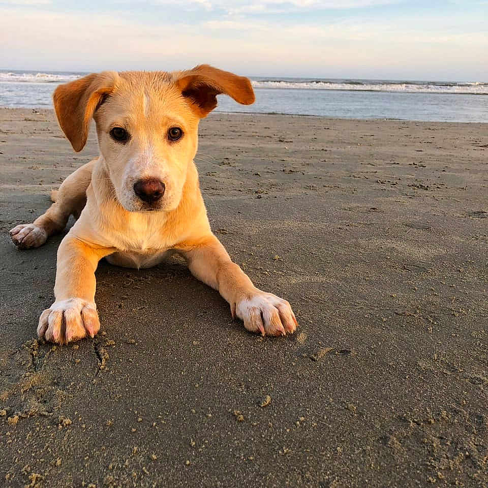 Riggs is registered to the contest to win money with this photo: beach, canidae, carnivore, coast, companion_dog, dog, dog_breed, fawn, mammal, nose, potcake_dog, puppy, sand, sea, sky, snout, sporting_group, street_dog, summer, vacation