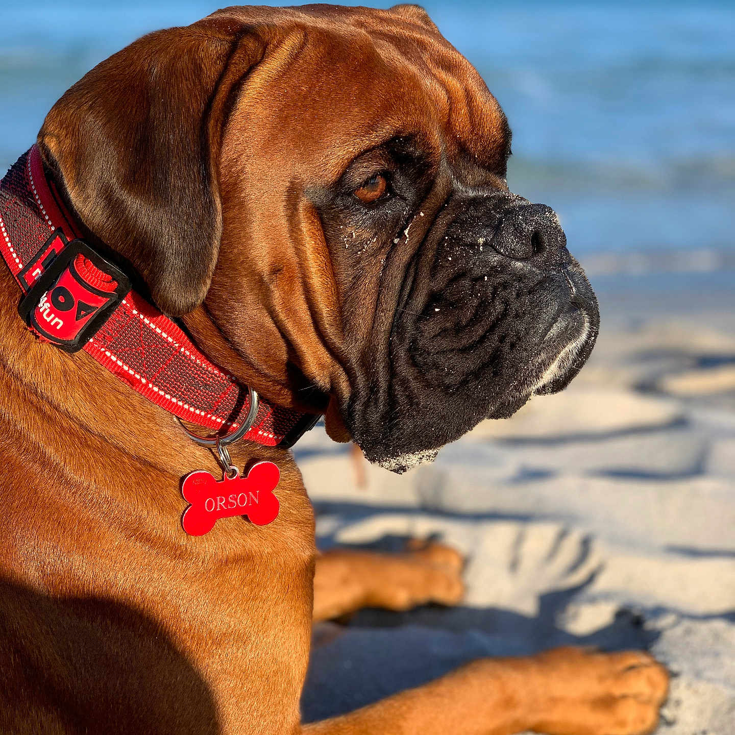 Orson a rejoint le concours — aidez-le/la à gagner de superbes lots ! accessories, animal, boxer, bulldog, canine, collar, dog, frenchbulldog, goggles, hound, leash, pet, pitbull, pug, puppy, snout, strap