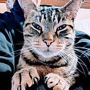 Jazmine joined the competition — help win amazing prizes! cat, tabby, close_up, claws, pet, indoor, person, hoodie, face, whiskers, ears, fur, paws, feline, animal, domestic, home, wooden_ceiling, patterned_decoration, lap