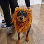 animal, black_clothing, canine, costume, cute, dog, domestic_animal, expression, flooring, footwear, fur, home, indoor, lion_mane, person, pet, playful, portrait, standing, wooden_floor