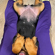 Kira is registered to the contest to win money with this photo: animal, belly_up, black_and_tan, canine, cute, dog, floor, happy, indoor, legs, lying_down, pet, playful, puppy, purple_pants, resting, smiling, white_socks, wood_floor, young_dog