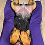 animal, belly_up, black_and_tan, canine, cute, dog, floor, happy, indoor, legs, lying_down, pet, playful, puppy, purple_pants, resting, smiling, white_socks, wood_floor, young_dog