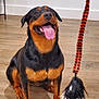 Kira is registered to the contest to win money with this photo: animal, black_and_tan, dog, ears, floor, fur, fuzzy_toy, happy, indoor, looking_up, paw, pet, playful, rottweiler, sitting, striped_string, tongue_out, toy, wall, wooden_floor