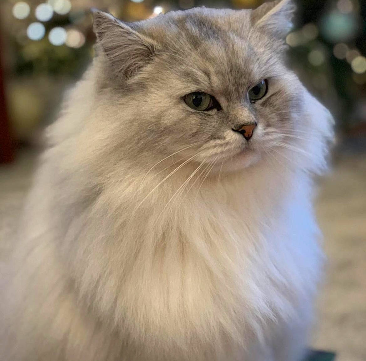 Boris is registered to the contest to win money with this photo: carnivore, cat, fawn, felidae, fur, iris, persian, plant, small_to_medium_sized_cats, snout, terrestrial_animal, whiskers