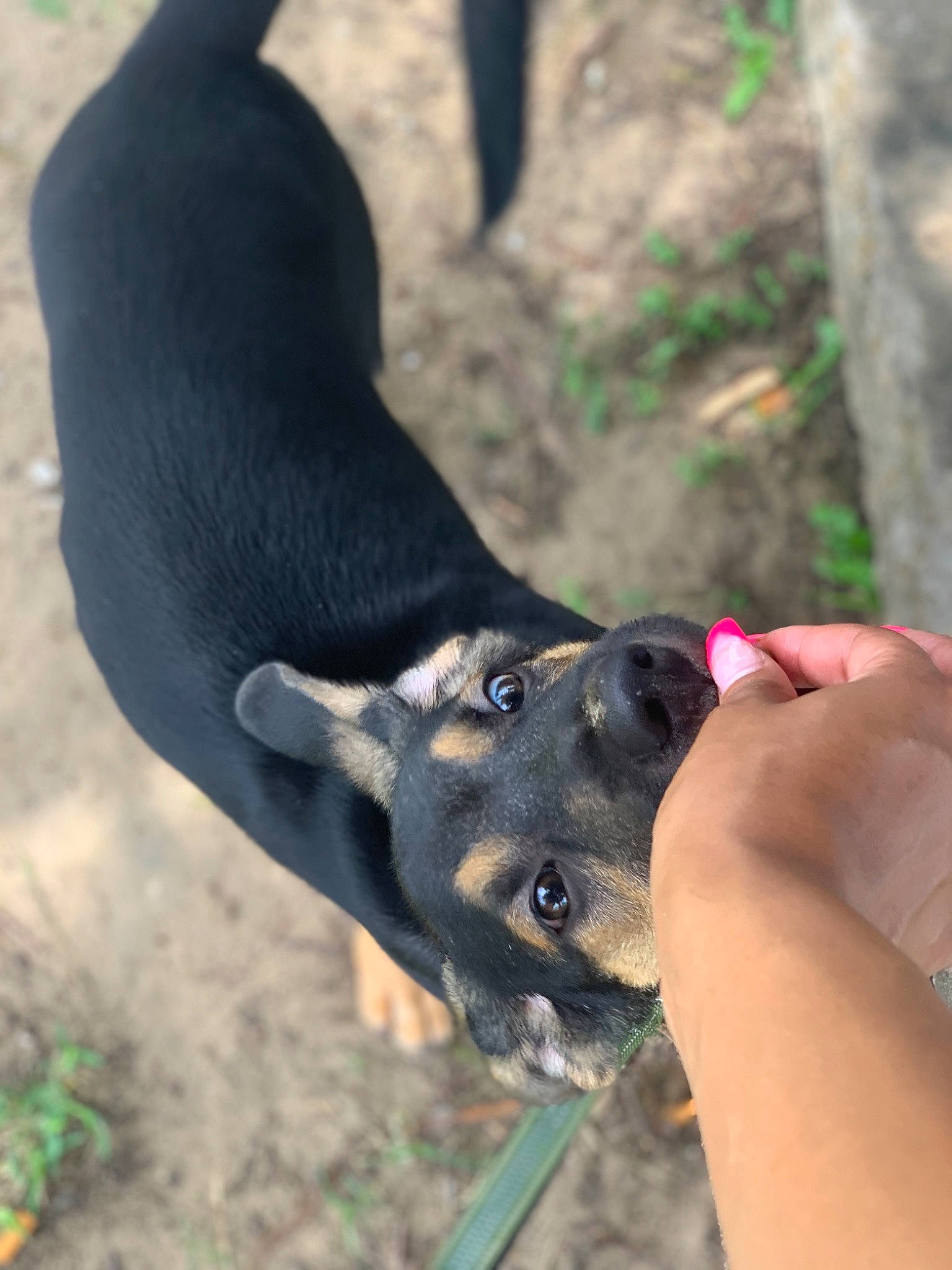 Krusoe joined the competition — help win amazing prizes! canidae, carnivore, dog, dog_breed, fawn, feist, hunting_dog, mountain_cur, snout, sporting_group