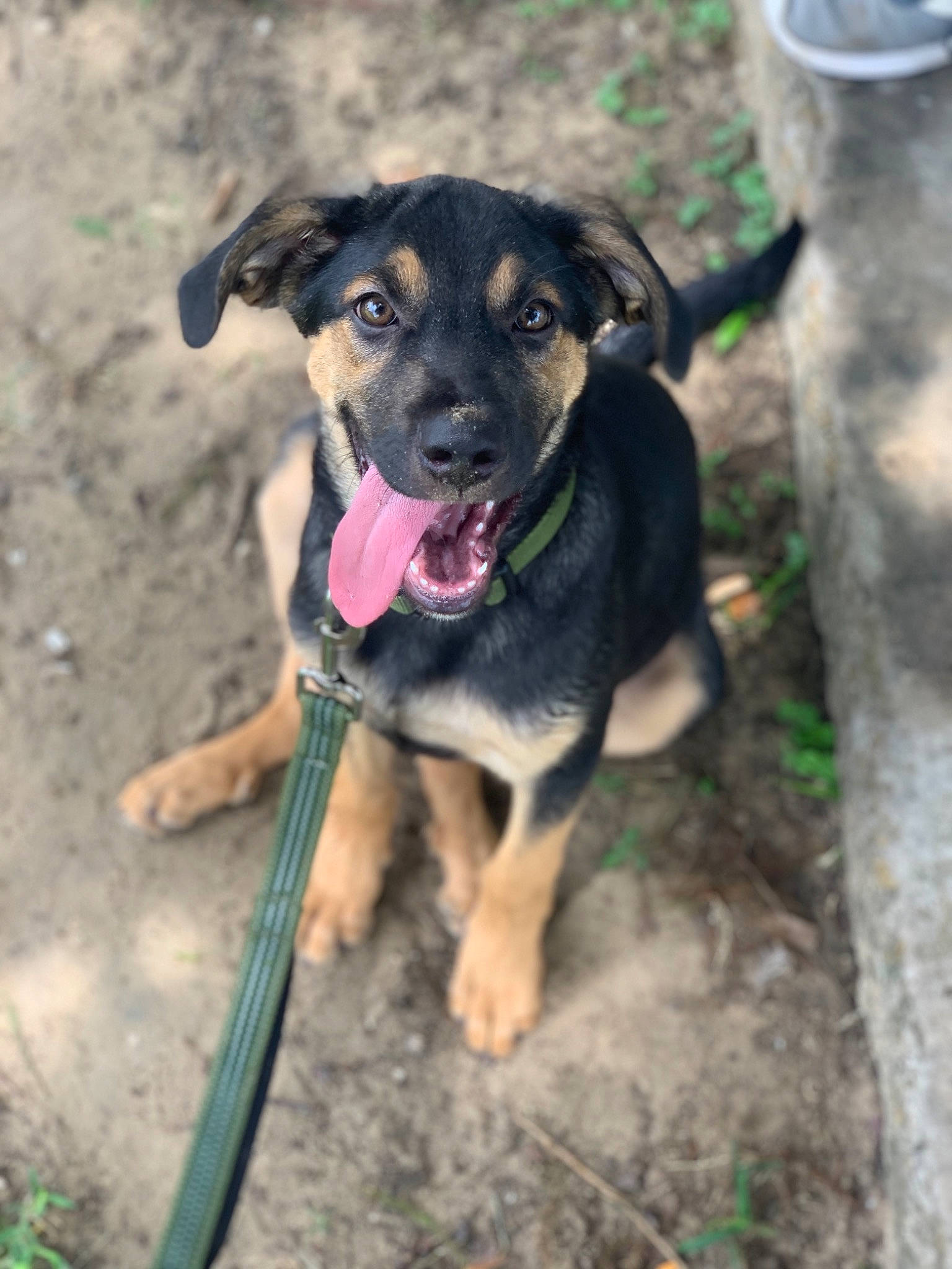 Krusoe joined the competition — help win amazing prizes! canidae, carnivore, dog, dog_breed, fawn, german_shepherd_dog, mammal, mountain_cur, plant, potcake_dog, rare_breed_dog, snout, sporting_group, working_dog