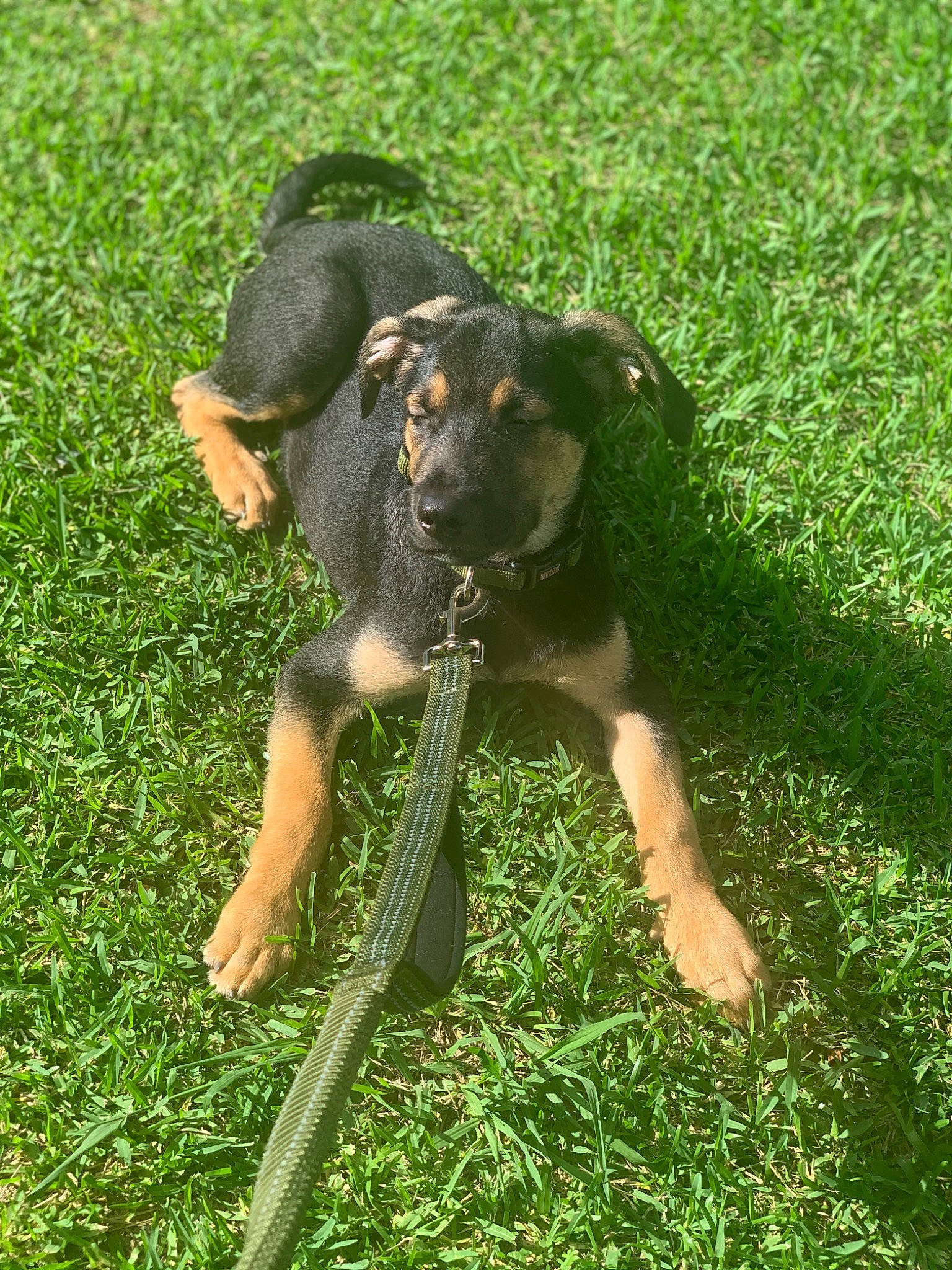 Krusoe is registered to the contest to win money with this photo: austrian_black_and_tan_hound, black_and_tan_terrier, canidae, carlin_pinscher, carnivore, dog, dog_breed, german_pinscher, grass, guard_dog, hunting_dog, jagdterrier, mammal, miniature_pinscher, pinscher, puppy, sporting_group, transylvanian_hound, vertebrate, working_dog