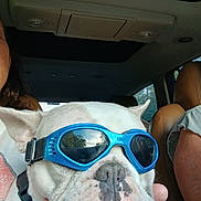 Blu is registered to the contest to win money with this photo: dog, bulldog, goggles, pet, car, vehicle_interior, seat, leather_seat, closeup, face, white_dog, animal, companion, travel, person_partial, tattoo, window, reflection, human_hand, seatbelt