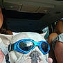 dog, bulldog, goggles, pet, car, vehicle_interior, seat, leather_seat, closeup, face, white_dog, animal, companion, travel, person_partial, tattoo, window, reflection, human_hand, seatbelt