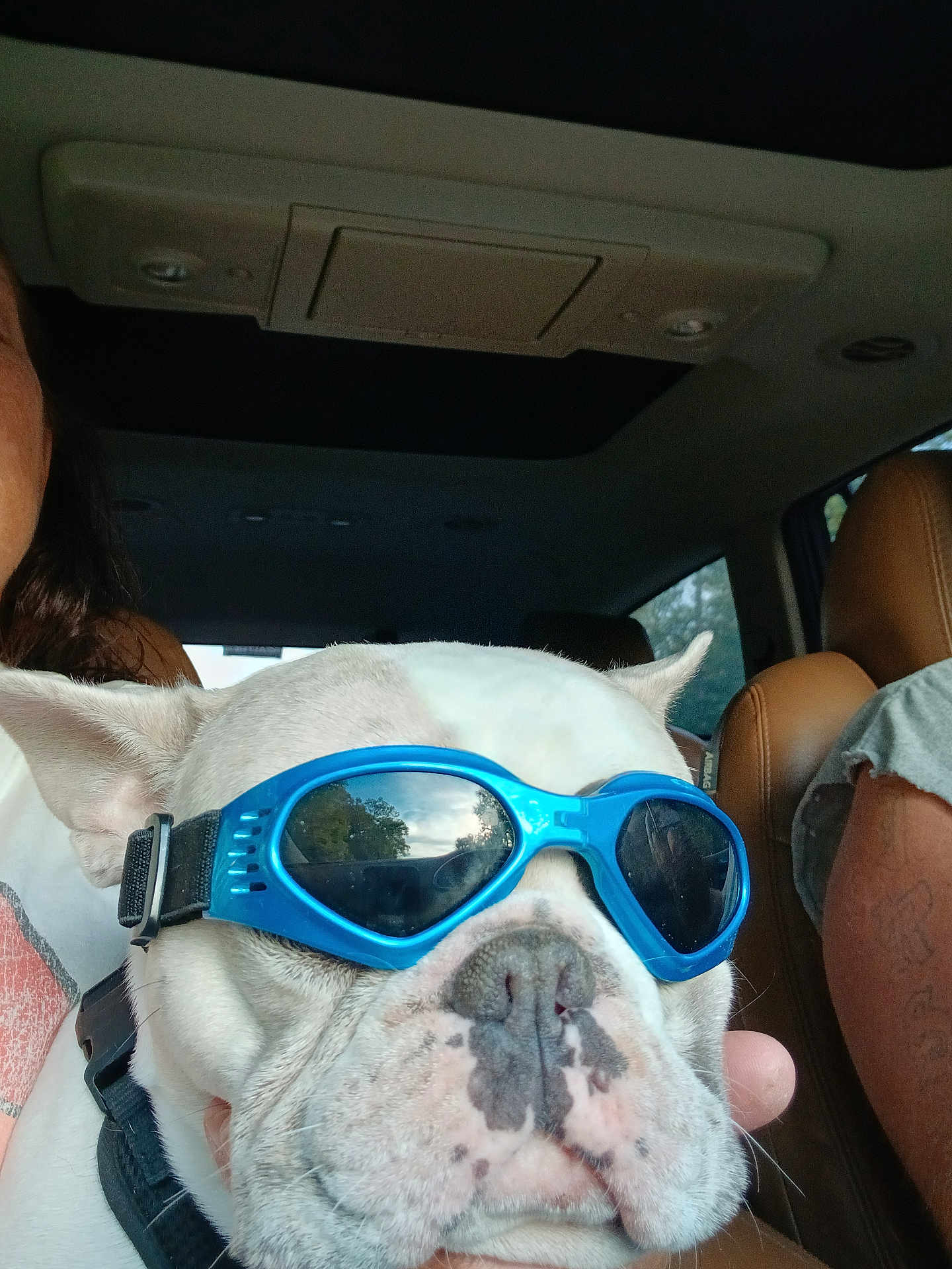 Blu is registered to the contest to win money with this photo: dog, bulldog, goggles, pet, car, vehicle_interior, seat, leather_seat, closeup, face, white_dog, animal, companion, travel, person_partial, tattoo, window, reflection, human_hand, seatbelt