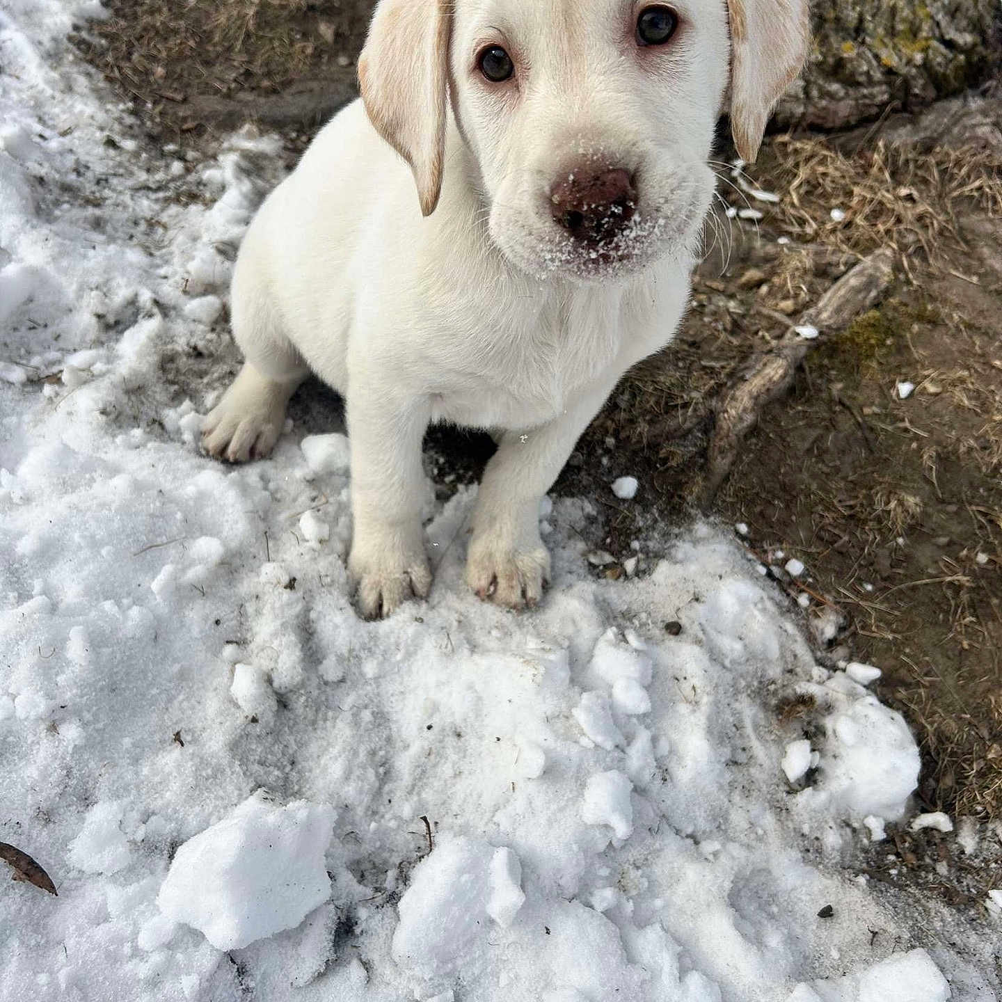 Luna joined the competition — help win amazing prizes! animal, canine, dog, face, goldenretriever, head, hound, ice, labradorretriever, nature, outdoors, person, pet, photography, puppy, rock, snout, snow, whitedog, winter