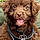 Brownie Bruno