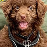 Brownie Bruno joined the competition — help win amazing prizes! puppy, dog, brown_fur, fluffy, pet, animal, happy, open_mouth, eyes, close_up, harness, tag, cute, portrait, indoor, furry, adorable, smiling, young_dog, canine