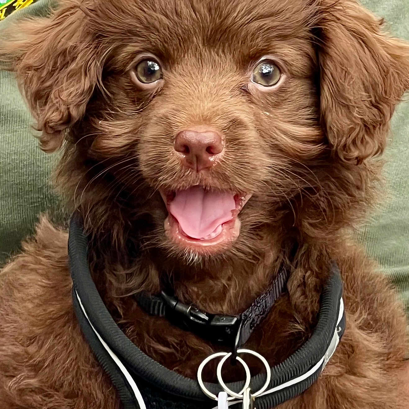 Brownie Bruno