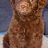 Brownie Bruno joined the competition — help win amazing prizes! puppy, dog, brown_fur, fluffy, sitting, cute, pet, animal, portrait, indoor, young, canine, fur, looking_at_camera, background, blanket, small, adorable, companion, domestic
