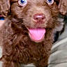 puppy, dog, brown_fur, blue_eyes, tongue_out, cute, pet, animal, fluffy, happy, closeup, indoors, young_dog, canine, playful, fur, face, expression, domestic_animal, pet_owner