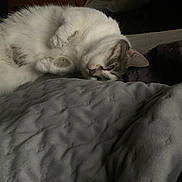 Miss Vanjie joined the competition — help win amazing prizes! animal, bedroom, blanket, cat, cozy, cute, domestic_cat, feline, fur, gray_cat, indoor, lying_down, mammal, pet, quiet, relaxed, resting, sleeping, soft_texture, white_cat