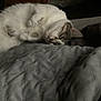 animal, bedroom, blanket, cat, cozy, cute, domestic_cat, feline, fur, gray_cat, indoor, lying_down, mammal, pet, quiet, relaxed, resting, sleeping, soft_texture, white_cat