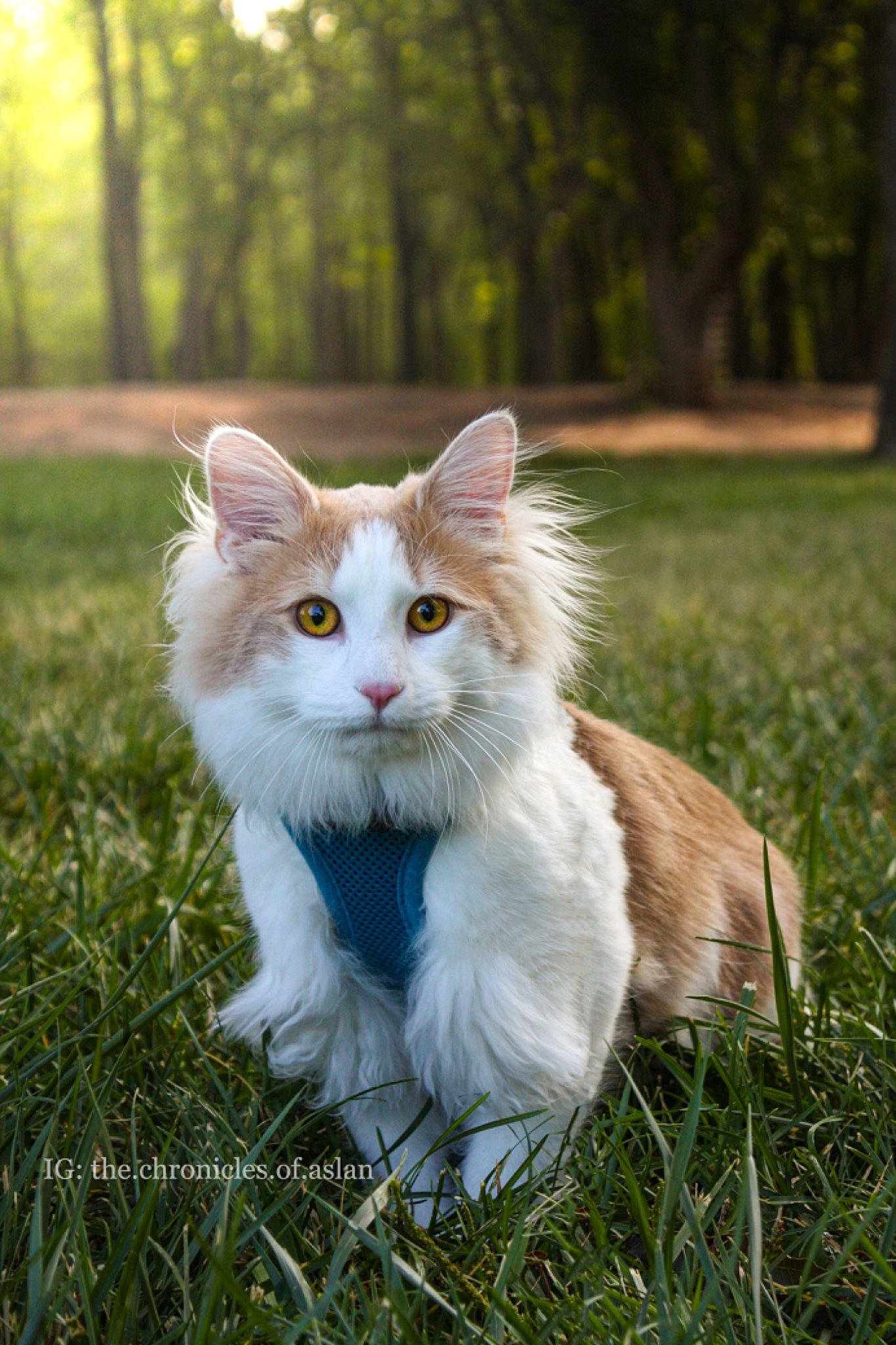 Aslan is registered to the contest to win money with this photo: carnivore, cat, eye, fawn, felidae, fur, garden, grass, herb, natural_landscape, plant, small_to_medium_sized_cats, snout, spring, tail, terrestrial_animal, tree, whiskers, wildlife, wood