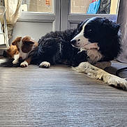 Hezer participe au concours pour gagner de l'argent avec cette photo : dog, puppy, indoor, floor, wooden_floor, glass_door, sunlight, brown_dog, black_and_white_dog, resting, pet, animal, fur, curtains, cord, home, relaxed, companion, laying_down, domestic