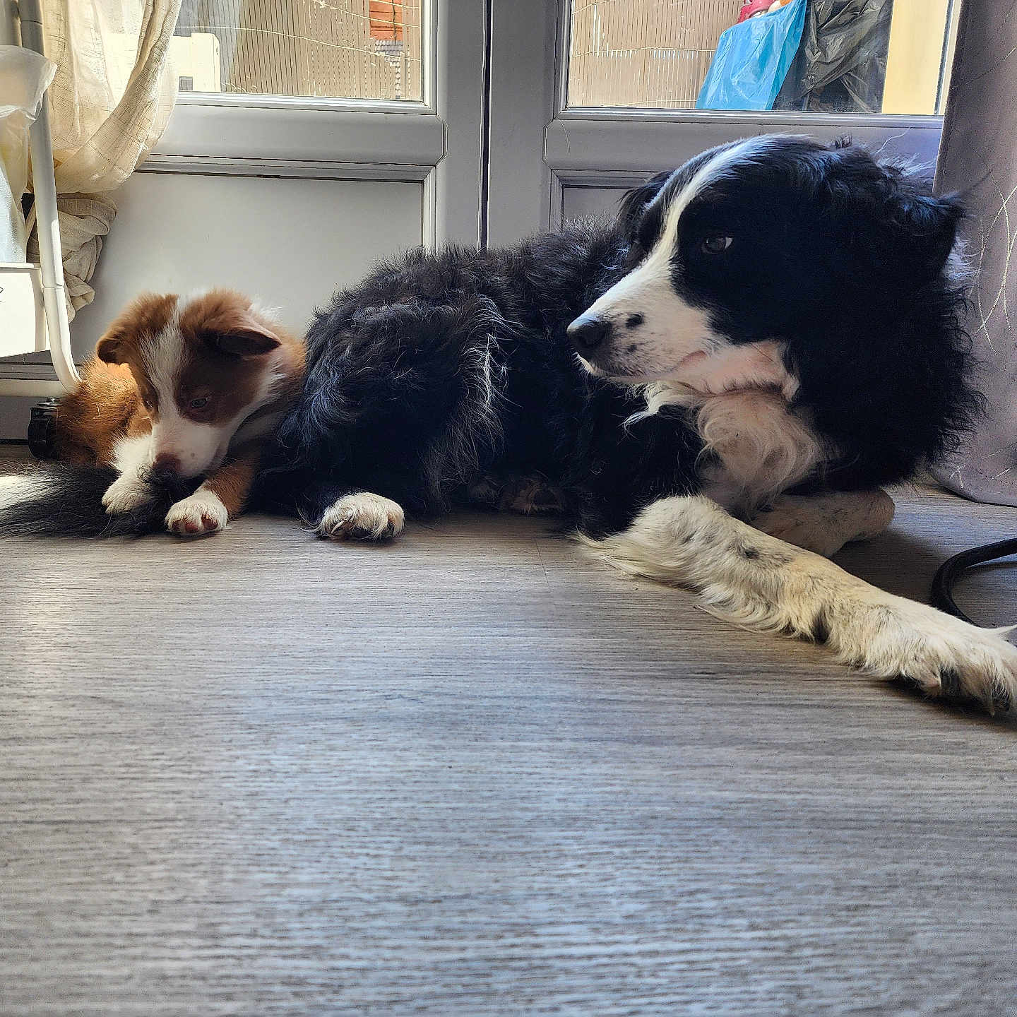 Hezer participe au concours pour gagner de l'argent avec cette photo : dog, puppy, indoor, floor, wooden_floor, glass_door, sunlight, brown_dog, black_and_white_dog, resting, pet, animal, fur, curtains, cord, home, relaxed, companion, laying_down, domestic