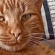 Victor participe au concours pour gagner de l'argent avec cette photo : carnivore, cat, cat_supply, comfort, domestic_short_haired_cat, eye, eyelash, fang, fawn, felidae, fur, head, organism, paw, photo_caption, small_to_medium_sized_cats, terrestrial_animal, whiskers, wildlife