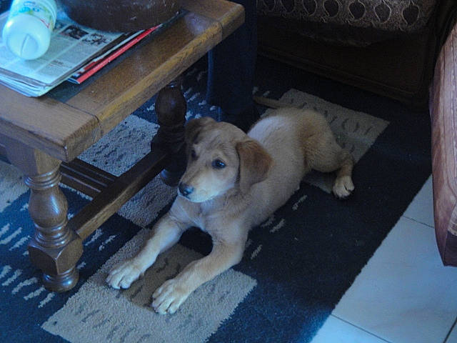 Hazard a rejoint le concours — aidez-le/la à gagner de superbes lots ! canidae, carnivore, coffee_table, companion_dog, dog, dog_breed, fawn, flooring, living_room, sporting_group, tail, working_animal, working_dog