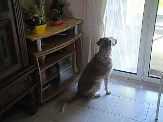 Gazelle a rejoint le concours — aidez-le/la à gagner de superbes lots ! brown, carnivore, companion_dog, daylighting, dog, dog_breed, fixture, floor, flooring, grey, hardwood, home, interior_design, mammal, shelf, shelving, tile, vertebrate, wood, working_animal