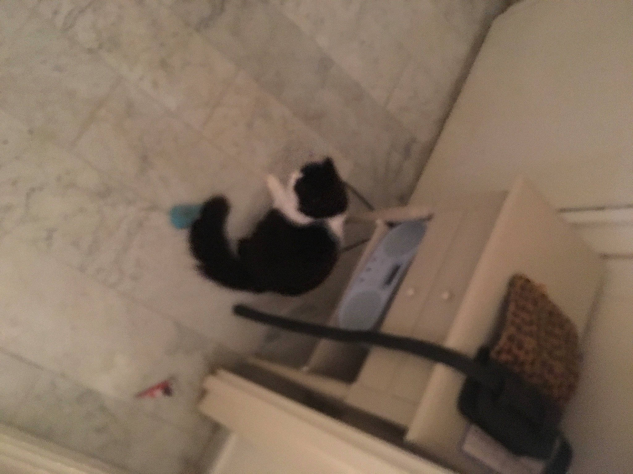 Gros Minet a rejoint le concours — aidez-le/la à gagner de superbes lots ! carnivore, cat, felidae, shadow, small_to_medium_sized_cats, tail