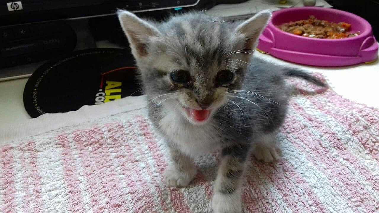 Calimero participe au concours pour gagner de l'argent avec cette photo : animal_feed, bowl, carnivore, cat, cat_food, cat_supply, claw, felidae, fur, home_accessories, ingredient, kitten, linens, paw, pet_supply, small_to_medium_sized_cats, snout, tongue, vertebrate, whiskers