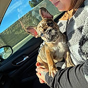 Bambi joined the competition — help win amazing prizes! dog, puppy, french_bulldog, brindle_coat, blue_eye, person, glasses, car_interior, window, sky, sunlight, blanket, hand, tattoo, ear, cute, looking_at_camera, passenger, side_mirror, cozy