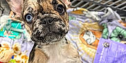Bambi joined the competition — help win amazing prizes! dog, puppy, french_bulldog, brindle, heterochromia, blue_eye, brown_eye, shopping_cart, blanket, toy, plush_toy, close_up, portrait, paws, ears, snout, whiskers, pet_store, curious, playful