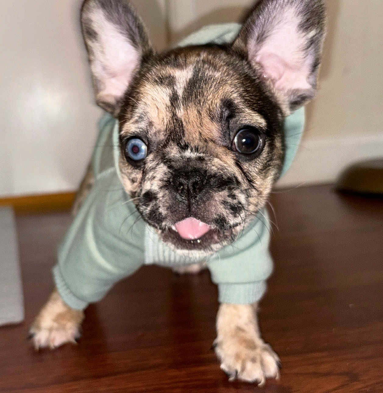 Bambi joined the competition — help win amazing prizes! puppy, dog, french_bulldog, brindle, tongue_out, hoodie, clothing, indoor, hardwood_floor, ears, eyes, close_up, portrait, pet, domestic_animal, cute, front_paws, nose, whiskers, flash_reflection