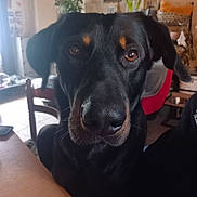 Ricky participe au concours pour gagner de l'argent avec cette photo : dog, black_dog, pet, indoor, close_up, face, brown_eyes, fur, nose, chair, table, plant, clock, furniture, home, curious, animal, canine, portrait, domestic