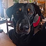dog, black_dog, pet, indoor, close_up, face, brown_eyes, fur, nose, chair, table, plant, clock, furniture, home, curious, animal, canine, portrait, domestic