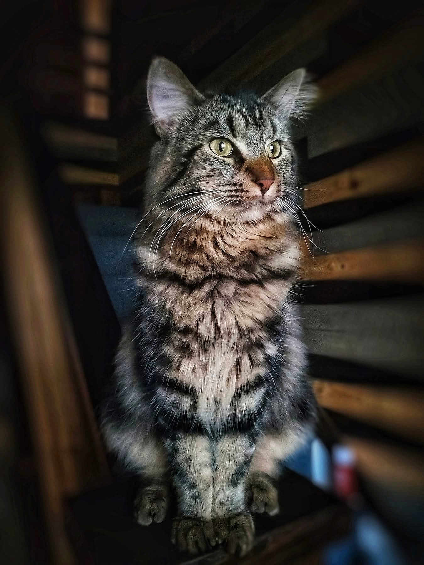 Bruce
