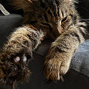 Bruce is registered to the contest to win money with this photo: animal, cat, claw, closeup, cozy, cute, feline, fur, indoor, mammal, paws, pet, portrait, relaxed, resting, sleepy, soft_light, tabby, tabby_cat, whiskers