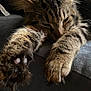 animal, cat, claw, closeup, cozy, cute, feline, fur, indoor, mammal, paws, pet, portrait, relaxed, resting, sleepy, soft_light, tabby, tabby_cat, whiskers