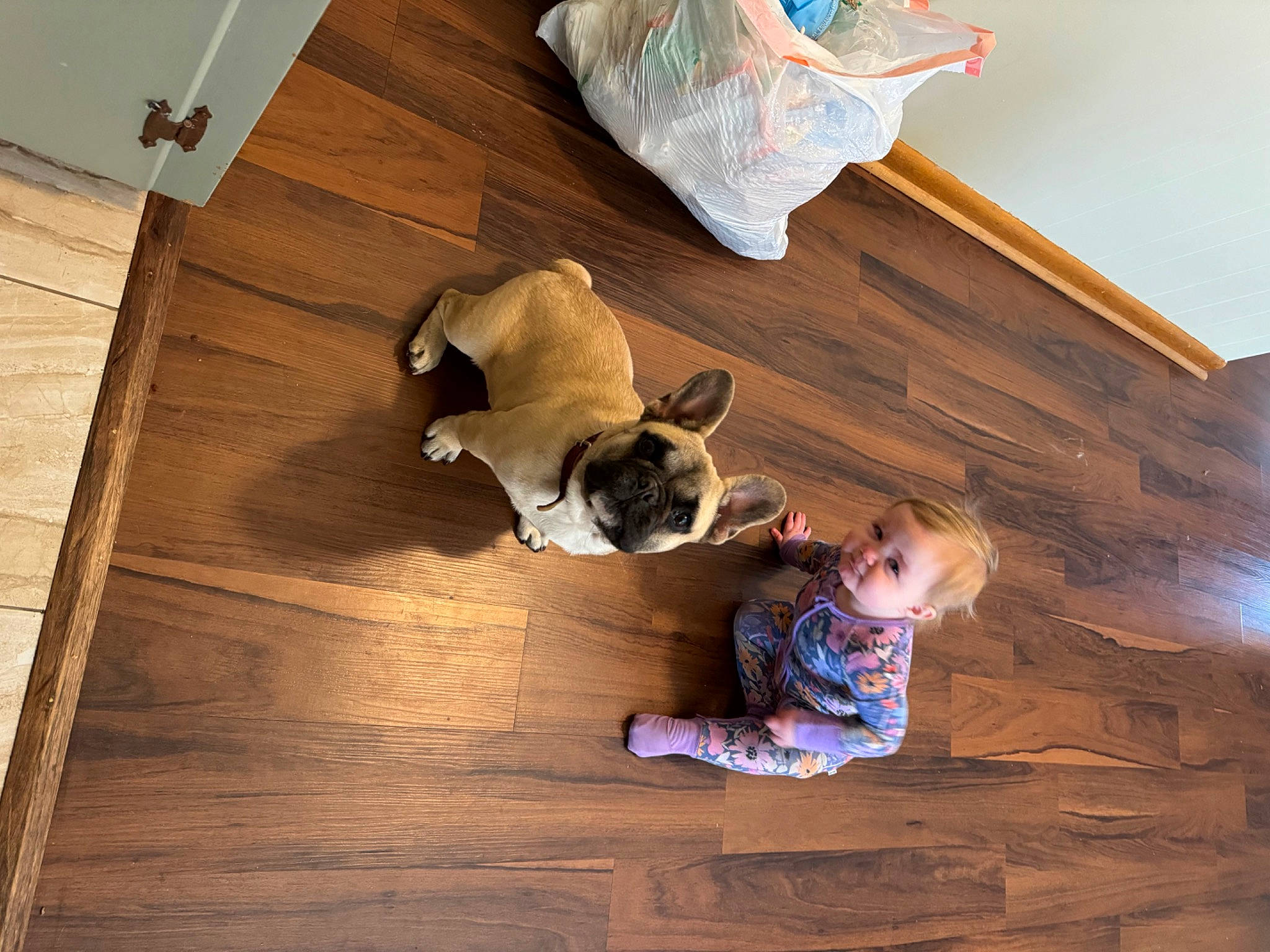 Freyja is registered to the contest to win money with this photo: brown, carnivore, comfort, companion_dog, dog, dog_breed, fawn, floor, flooring, hardwood, laminate_flooring, person, plywood, room, tail, tints_and_shades, toddler, toy_dog, wood, wood_flooring