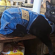 Theo is registered to the contest to win money with this photo: animal_clothing, bananas, black_cat, cat, cozy, cute, denim_outfit, domestic_animal, eyes, feline, furniture, household_items, indoor, kitchen, looking_at_camera, pet, portrait, relaxed, table, wooden_surface