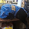 animal_clothing, bananas, black_cat, cat, cozy, cute, denim_outfit, domestic_animal, eyes, feline, furniture, household_items, indoor, kitchen, looking_at_camera, pet, portrait, relaxed, table, wooden_surface